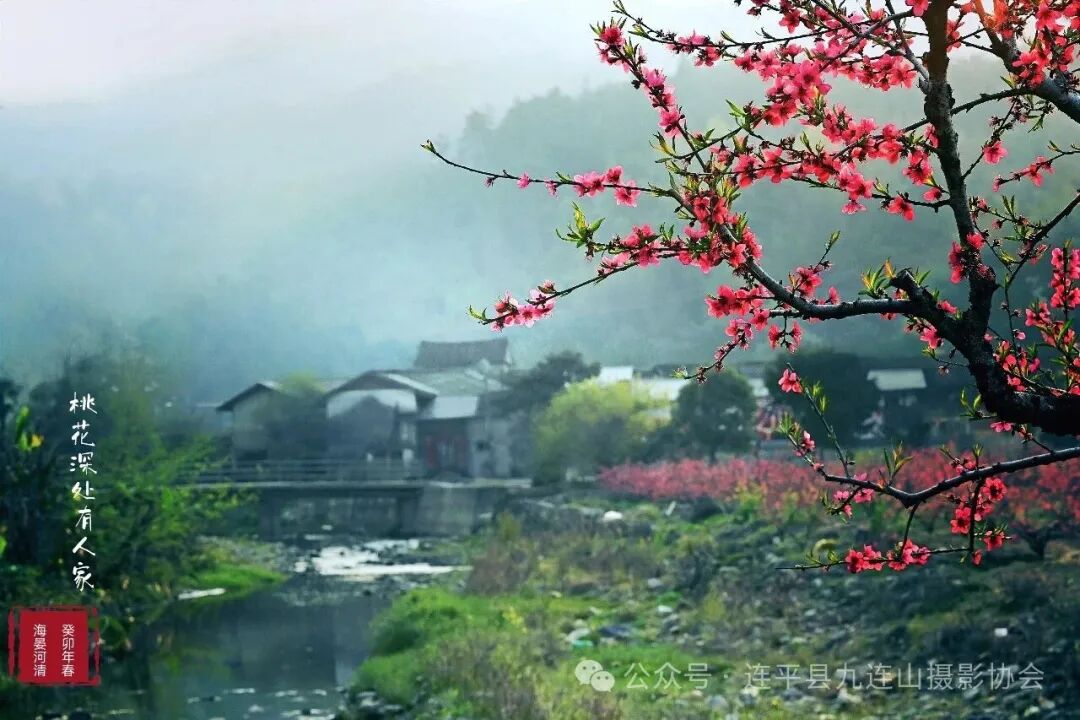 以镜头记春｜连平县桃花节会员摄影作品选登