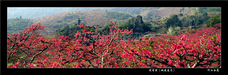 优秀奖《桃花春色》何山谷鹰.jpg