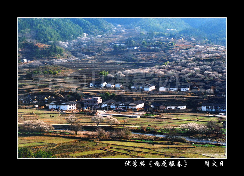 优秀奖《梅花报春》周火日.jpg