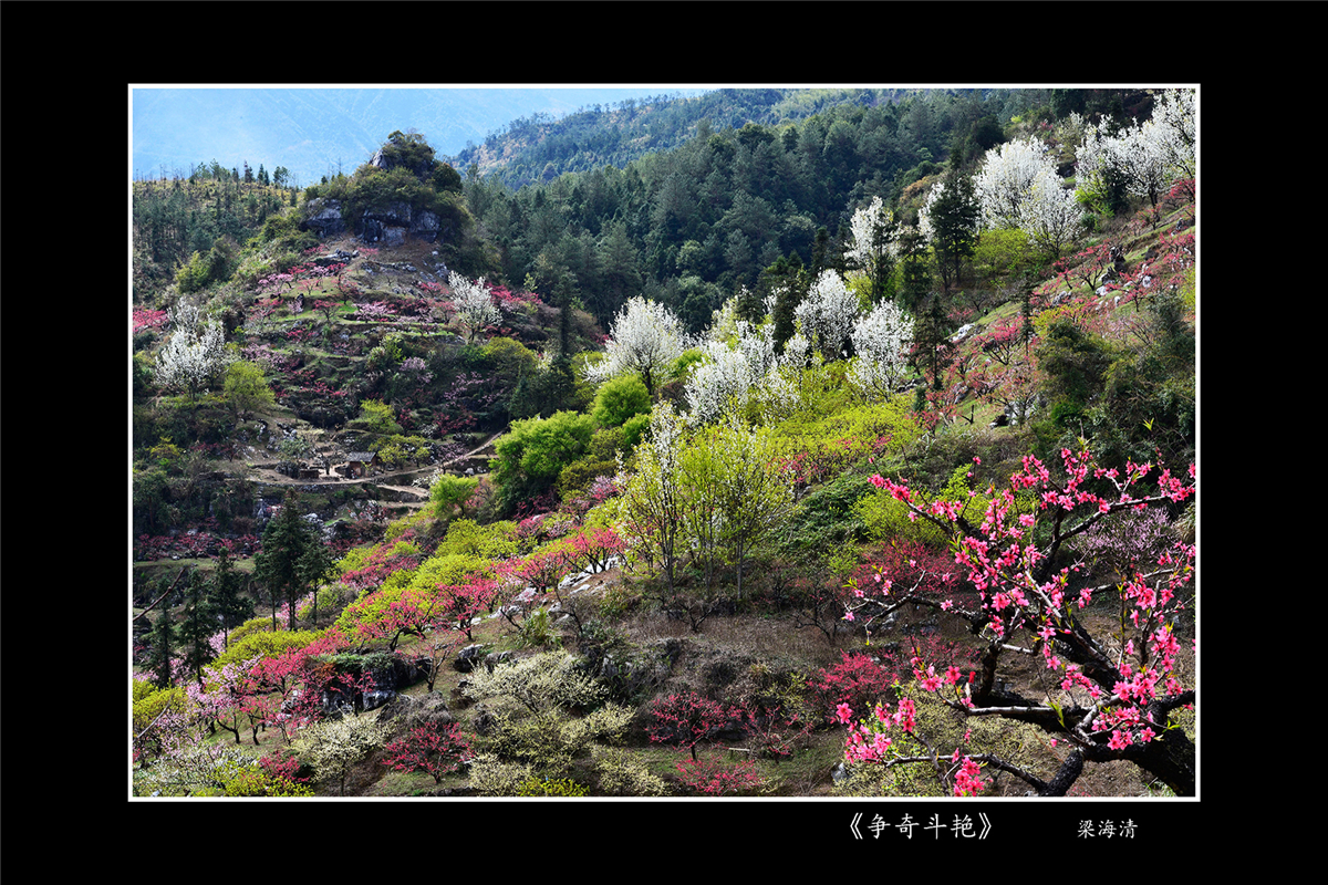 梁海清 《争奇斗艳》.jpg