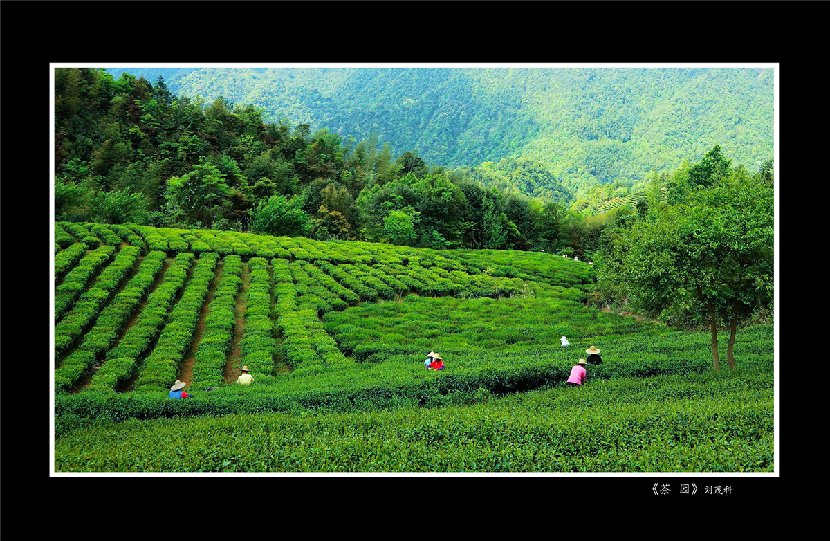 刘茂科《茶园》.jpg